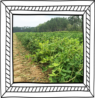 Row of planted peanuts on farm.